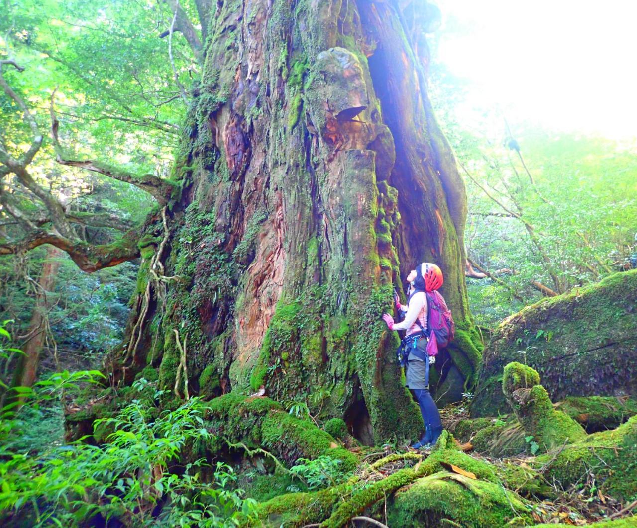 Yakushima Cottage Morino Fairy All Cotage With Open-Air Bath Kültér fotó