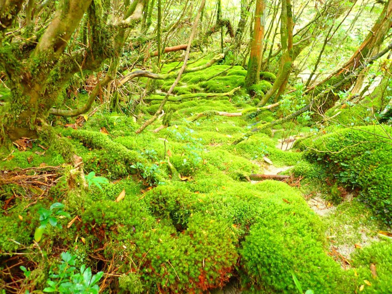 Yakushima Cottage Morino Fairy All Cotage With Open-Air Bath Kültér fotó